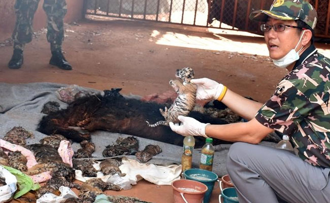 40 Tiger Cub Bodies Found In A Freezer At A Thailand Temple
