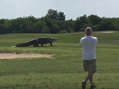 Giant Alligator Strolls Across Florida Golf Course Like a Total Boss
