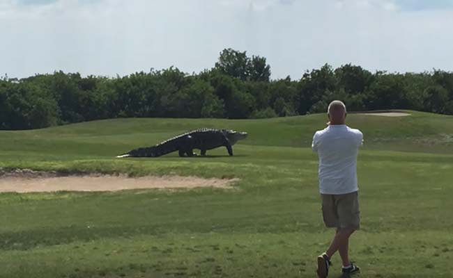 Giant Alligator Strolls Across Florida Golf Course Like a Total Boss