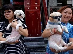 Protesters Deliver Big Petition Against China Dog Meat Festival