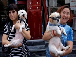 Protesters Deliver Big Petition Against China Dog Meat Festival Protesters Deliver Big Petition Against China Dog Meat Festival