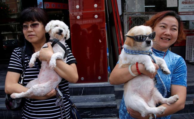 Protesters Deliver Big Petition Against China Dog Meat Festival