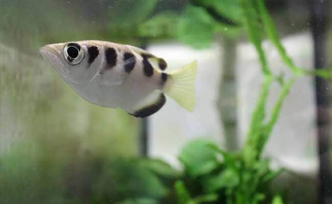 Spitting Image: Clever Fish Can Recognise Human Faces