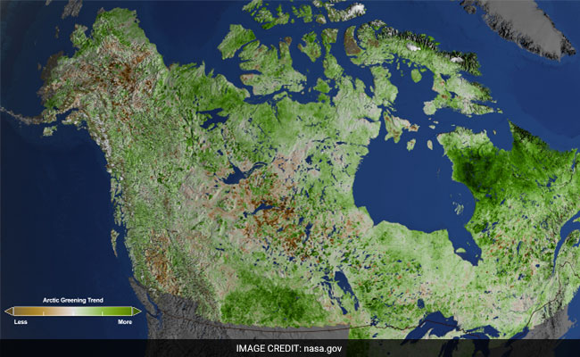 Arctic Getting Greener Due To Climate Change: NASA