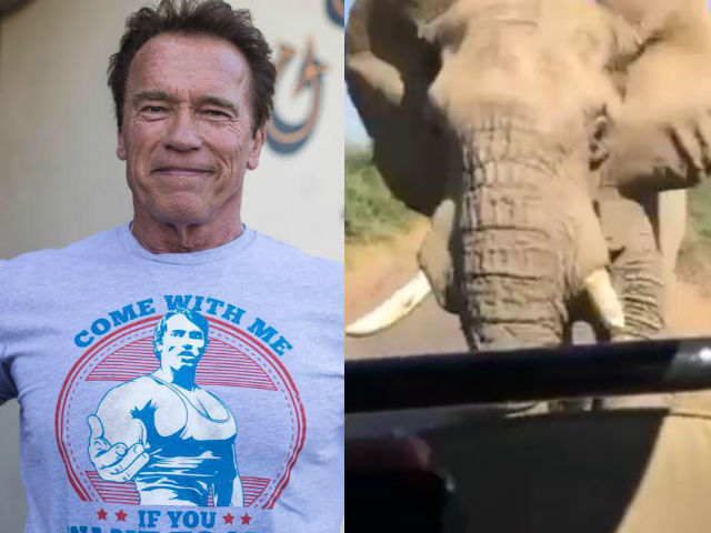 The Moment Arnold Schwarzenegger Was Charged by an Elephant