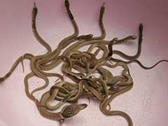 Snake Scare In China As 180 Cobras Flee Breeding Farm