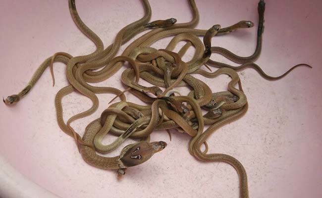 Snake Scare In China As 180 Cobras Flee Breeding Farm
