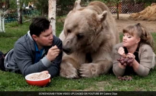 Bear Hug? No Problem. Meet 7-Feet-Tall Stepan And His Humans