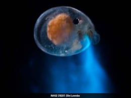 These Creatures Use Glowing Vomit To Attract Mates - And It's Utterly Beautiful These Creatures Use Glowing Vomit To Attract Mates - And It's Utterly Beautiful