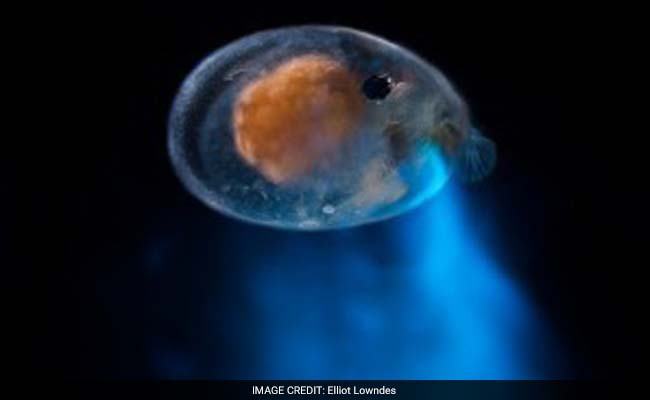 These Creatures Use Glowing Vomit To Attract Mates - And It's Utterly Beautiful