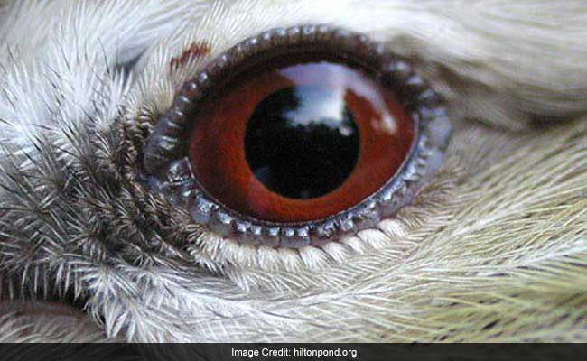 Colour Vision Helps Birds Find Food, Right Mates