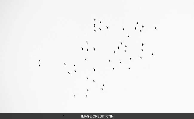 Can't Tell If Poop Is Human Or Of Bird: Pollution Board To Green Tribunal