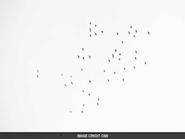 Birds Can Sleep In Flight: Study Birds Can Sleep In Flight: Study