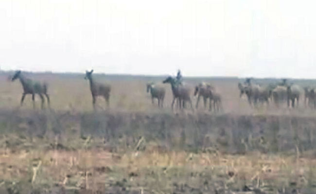 बिहार में 200 नीलगायों को मारने के मामले पर मेनका-जावड़ेकर आमने-सामने