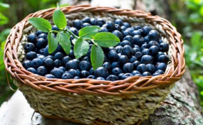 Do You Know Blueberries Can Improve Vision And Memory?