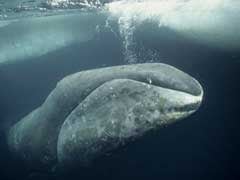 Why Bowhead Whales Undergo Severe Bone Loss?