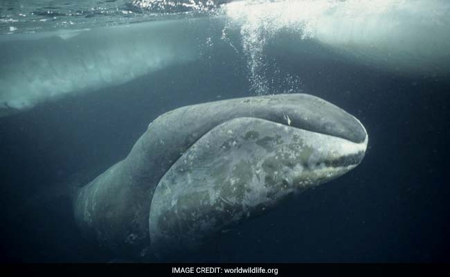 Why Bowhead Whales Undergo Severe Bone Loss?