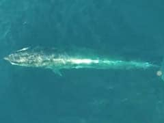 Drone Footage Shows The Secret Life Of Rare Whales