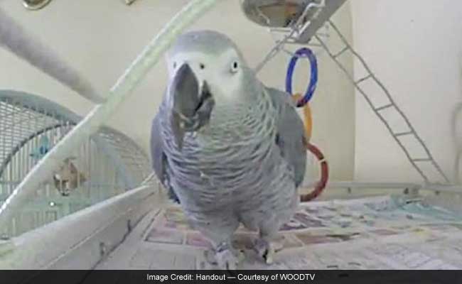 Their Son Was Killed; They Believe His Parrot Is Telling People Who Pulled The Trigger