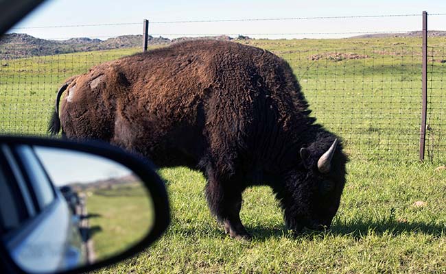 Farmer Charged With Manslaughter After His Bull Causes Car Crash