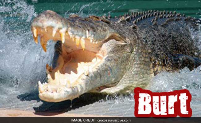 Burt The 'Psychic' Croc Predicts Aussie PM's Election Win