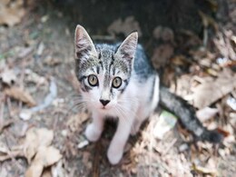 US City Council Votes To Evict Cat From Public Library US City Council Votes To Evict Cat From Public Library