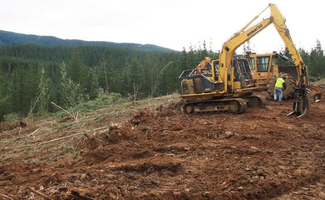 In Chile's Forests, Shadowy Rebel Groups Threaten Logging Industry