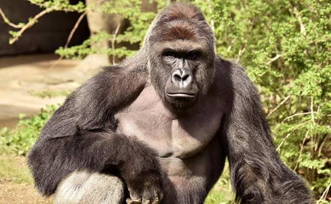 60,000 People Now Want Harambe To Be A Pokemon. Why The Dead Gorilla Meme Won't Die.