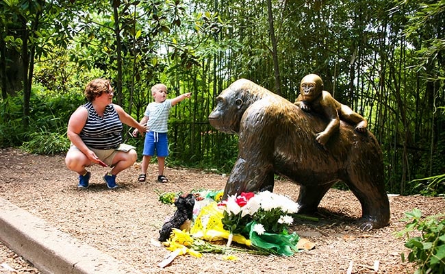 Prosecutor To Announce Decision In Cincinnati Zoo Gorilla Case
