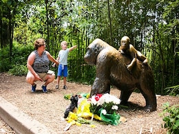 Prosecutor To Announce Decision In Cincinnati Zoo Gorilla Case Prosecutor To Announce Decision In Cincinnati Zoo Gorilla Case