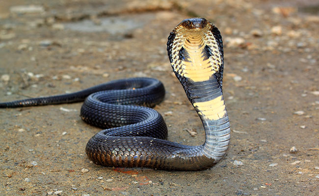 5 Foot-Long Cobra Rescued From JNU Campus