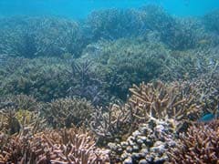 What Are Coral Reefs And Why Are They Important