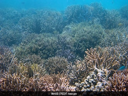 Dozens Of Philippine Fish Species In Danger: Study Dozens Of Philippine Fish Species In Danger: Study
