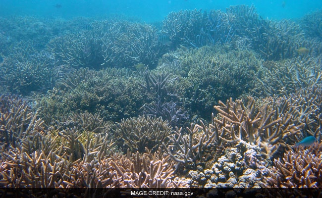 Australia's Great Barrier Reef Records Largest Annual Coral Loss In 4 Decades Australia's Great Barrier Reef Records Largest Annual Coral Loss In 4 Decades