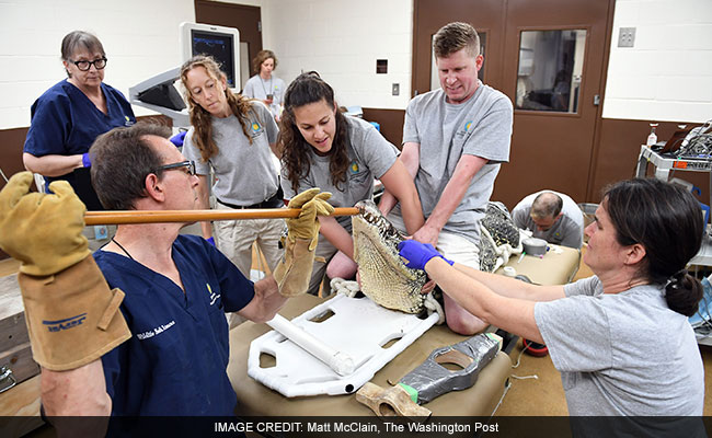 When A Crocodile Needs Care, Everyone Needs To Be Careful