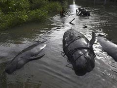 Most Of Beached Whales Rescue Themselves In Indonesia