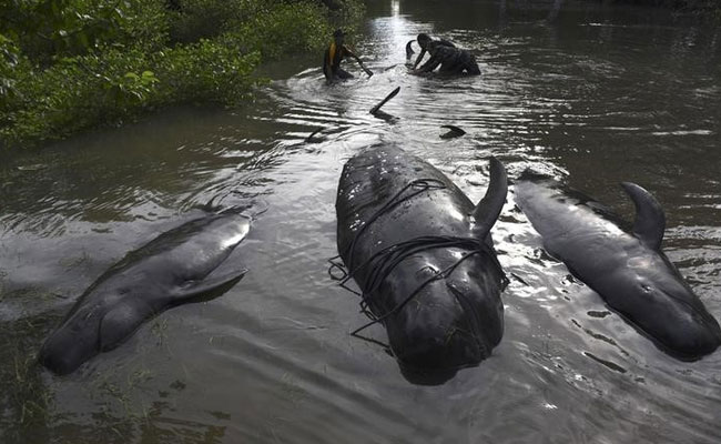 Most Of Beached Whales Rescue Themselves In Indonesia