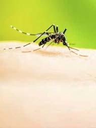 दिल्ली में डेंगू के मामलों ने 6 साल का रिकॉर्ड तोड़ा, 5270 से ज्यादा केस आए सामने