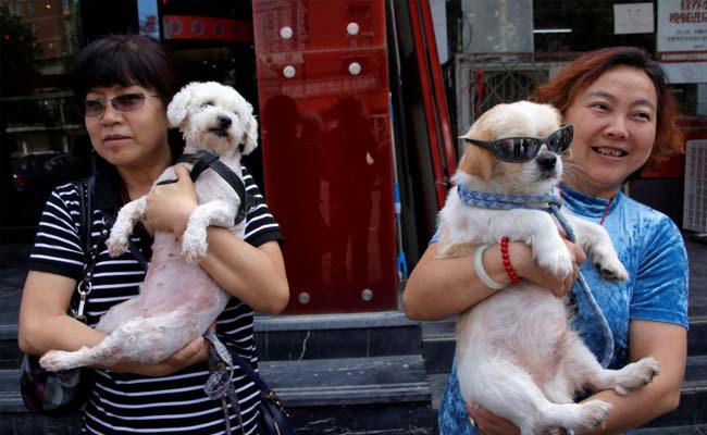 Chinese Calls For A Ban On 'Dog Meat Festival'