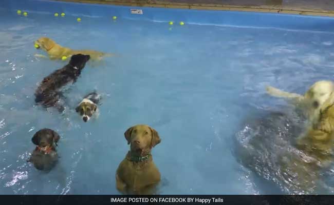 Viral Now: This Non-Swimming Dog is Having a Bad Day in the Pool