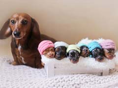 Aww Alert: This Dog's Maternity Shoot With 6 Puppies Is Too Adorable