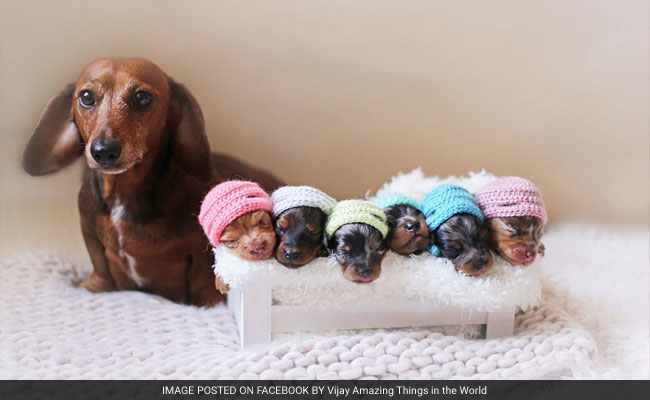 Aww Alert: This Dog's Maternity Shoot With 6 Puppies Is Too Adorable