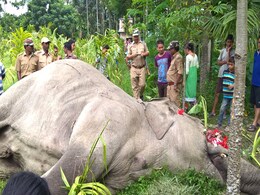 Caught In Electric Fence, Elephant Dies In North Bengal Caught In Electric Fence, Elephant Dies In North Bengal