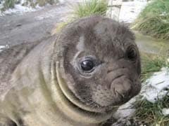 These Elephant Seals Just Taught Scientists Why Antarctica Is Melting So Fast