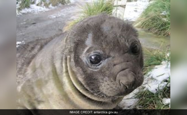 These Elephant Seals Just Taught Scientists Why Antarctica Is Melting So Fast