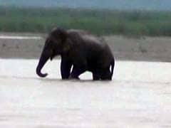 Elephant Stranded In Teesta River Canal at Bengal's Jalpaiguri