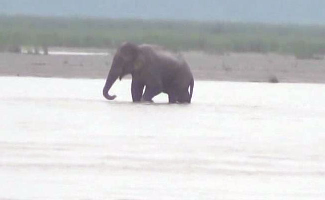 Elephant Stranded In Teesta River Canal at Bengal's Jalpaiguri