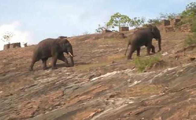 Elephant Captured In Coimbatore Dies, Activists Allege Tranquiliser Overdose