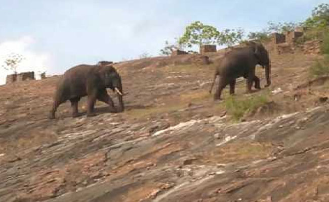 Elephant Captured In Coimbatore Dies, Activists Allege Tranquiliser Overdose