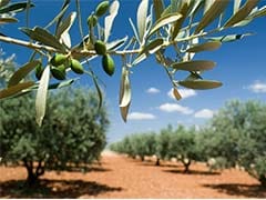 Italy Can Fell Diseased Olive Trees: European Union Court  To Commission
